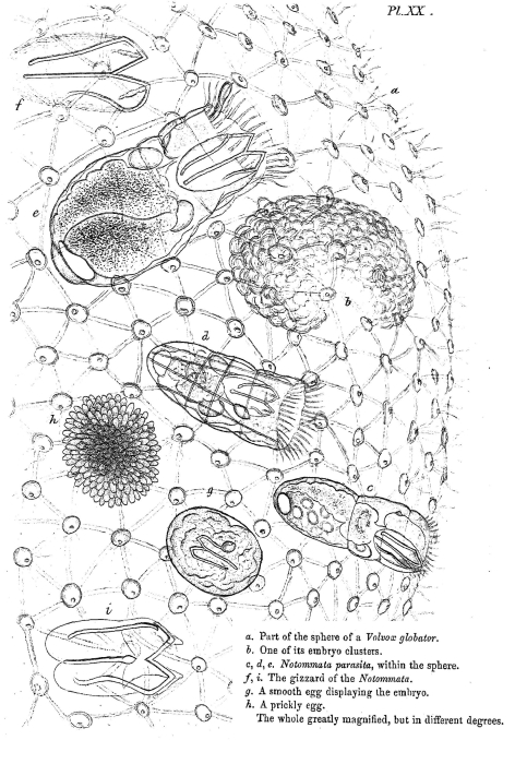 Ascomorphella volvocicola