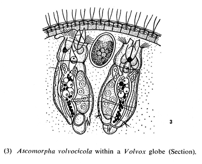 Ascomorphella volvocicola