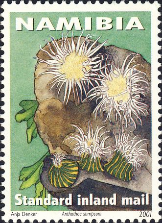 Anthothoe stimpsoni Anthothoe stimpsoni