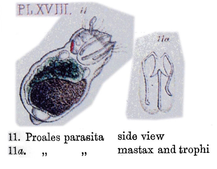 Ascomorphella volvocicola