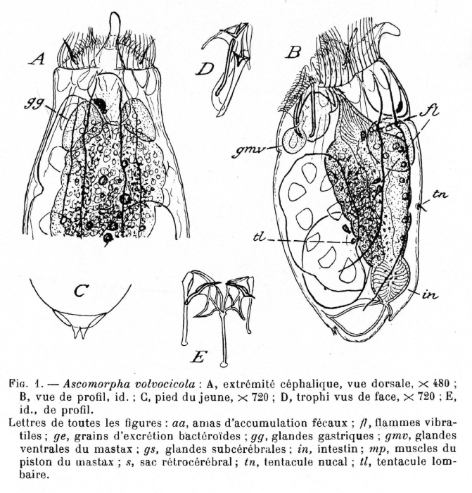 Ascomorphella volvocicola