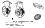 Ascomorphella volvocicola