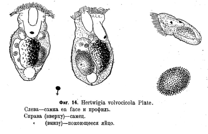 Ascomorphella volvocicola