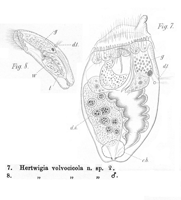 Ascomorphella volvocicola - Original description image