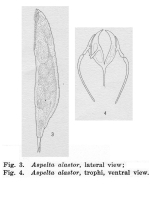 Aspelta alastor - Original description image