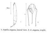 Aspelta angusta