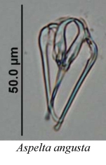 Aspelta angusta