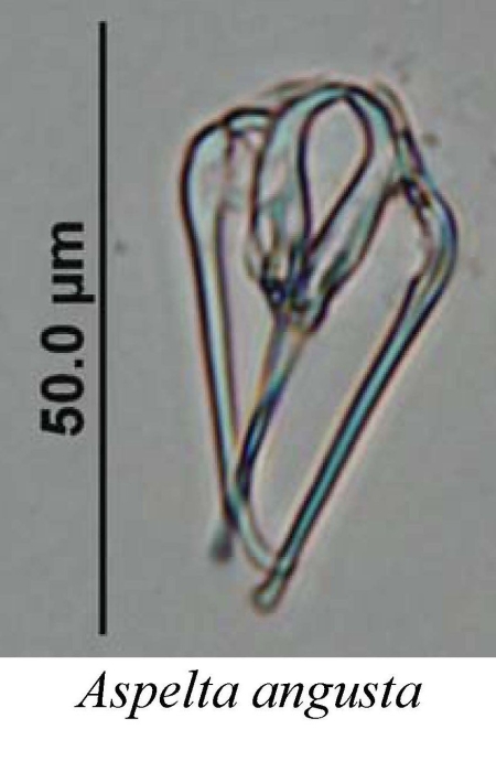 Aspelta angusta