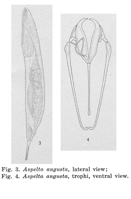 Aspelta angusta - Original description image