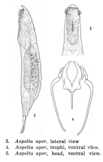 Aspelta aper