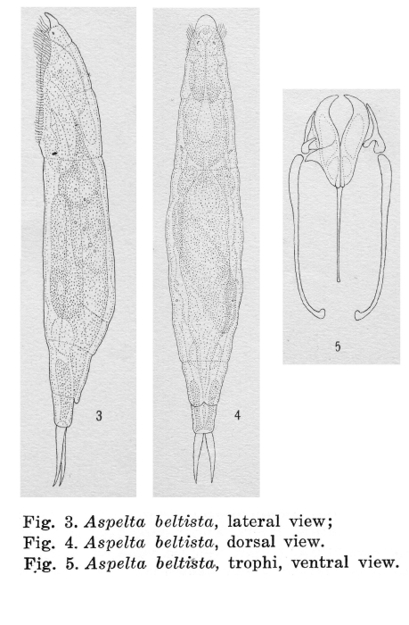 Aspelta beltista - Original description image