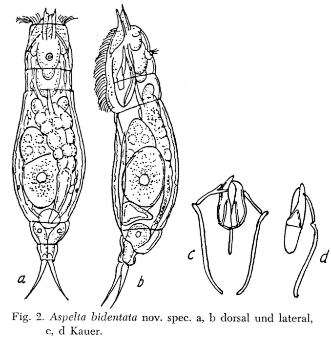 Aspelta bidentata - Original description image