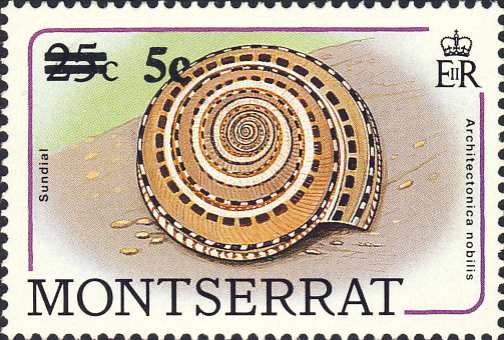 Architectonica nobilis Architectonica nobilis