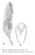 Aspelta chorista - Original description image