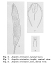 Aspelta circinator