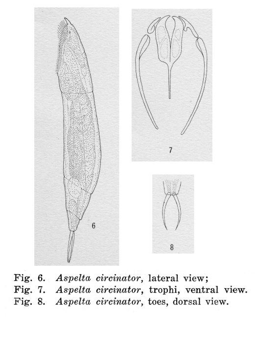 Aspelta circinator