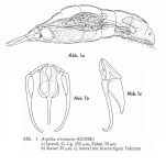 Aspelta circinator