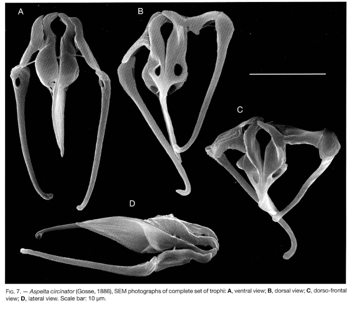 Aspelta circinator