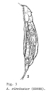Aspelta circinator