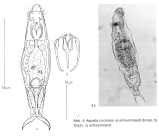 Aspelta circinator