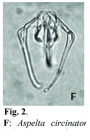 Aspelta circinator