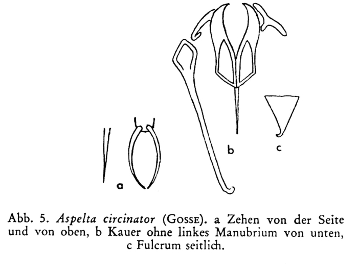Aspelta circinator