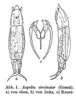 Aspelta circinator