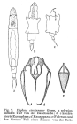 Aspelta circinator