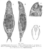 Aspelta circinator