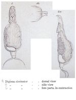 Aspelta circinator - Original description image