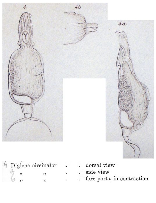 Aspelta circinator - Original description image