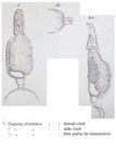 Aspelta circinator