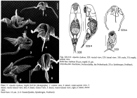 Aspelta clydona