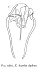 Aspelta clydona