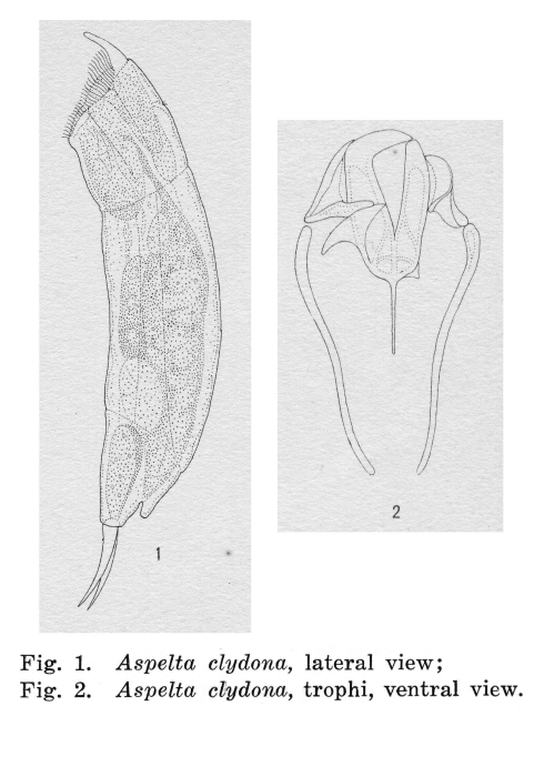 Aspelta clydona