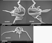 Aspelta clydona
