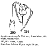 Aspelta curvidactyla