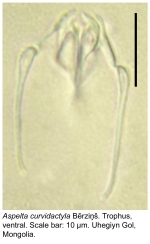 Aspelta curvidactyla