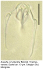 Aspelta curvidactyla