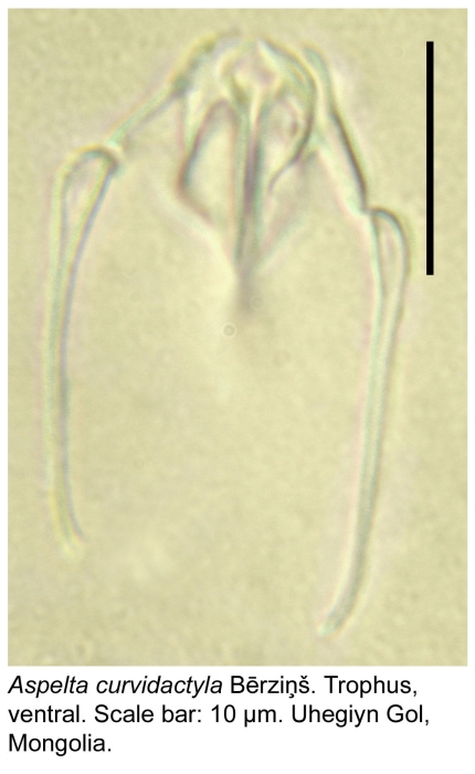 Aspelta curvidactyla Aspelta curvidactyla