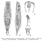 Aspelta curvidactyla - Original description image