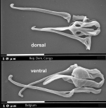 Aspelta curvidactyla