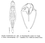 Aspelta ecuadoriensis - Original description image