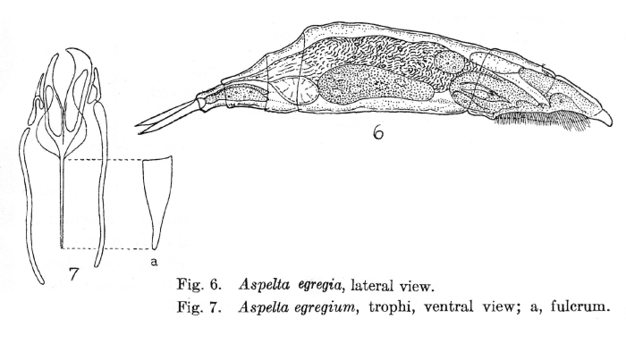 Aspelta egregia - Original description image