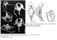 Aspelta europaea