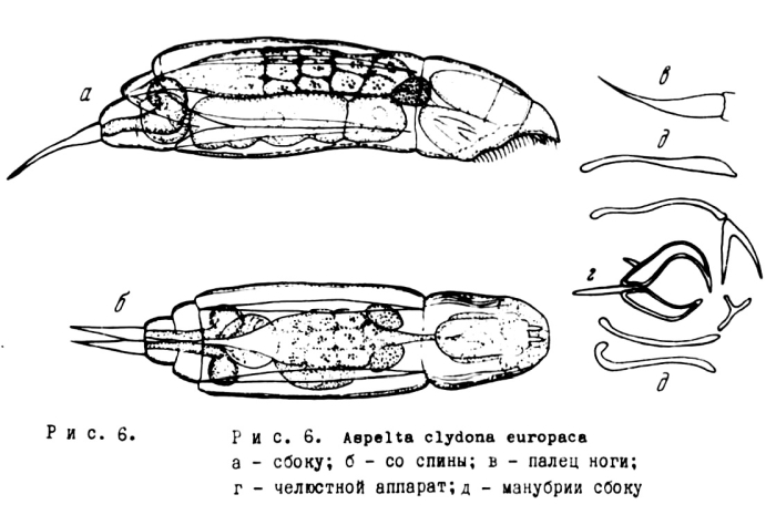 Aspelta europaea Aspelta europaea