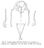 Aspelta europaea - Original description image