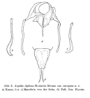Aspelta europaea