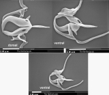 Aspelta europaea