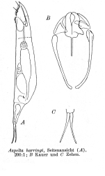 Aspelta harringi - Original description image